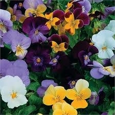 PANSY 6 PACK