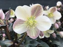 HELLEBORUS HGC CAMELOT