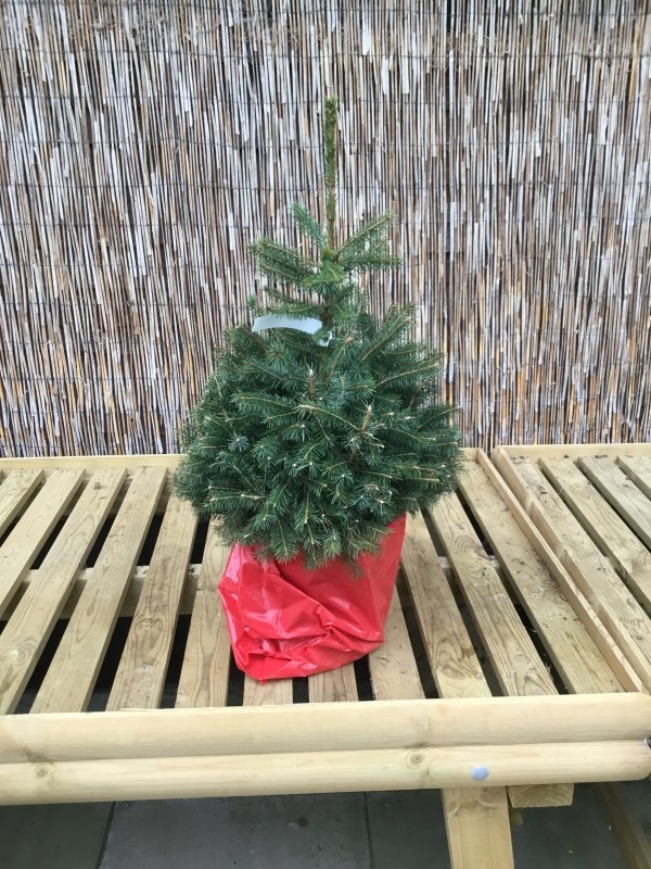 POT GROWN SERBIAN SPRUCE.