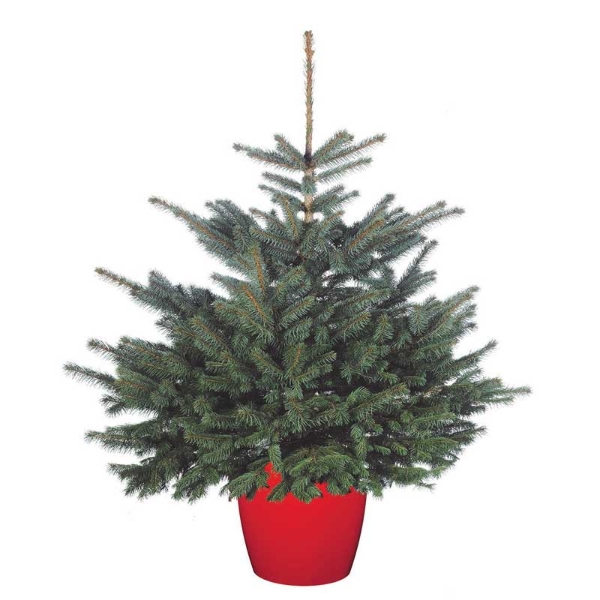 POT GROWN BLUE SPRUCE