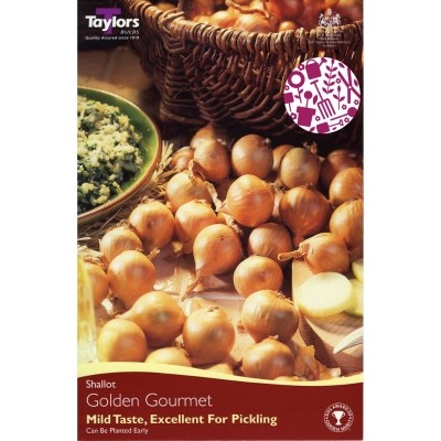 12 GOLDEN GOURMET SHALLOTS