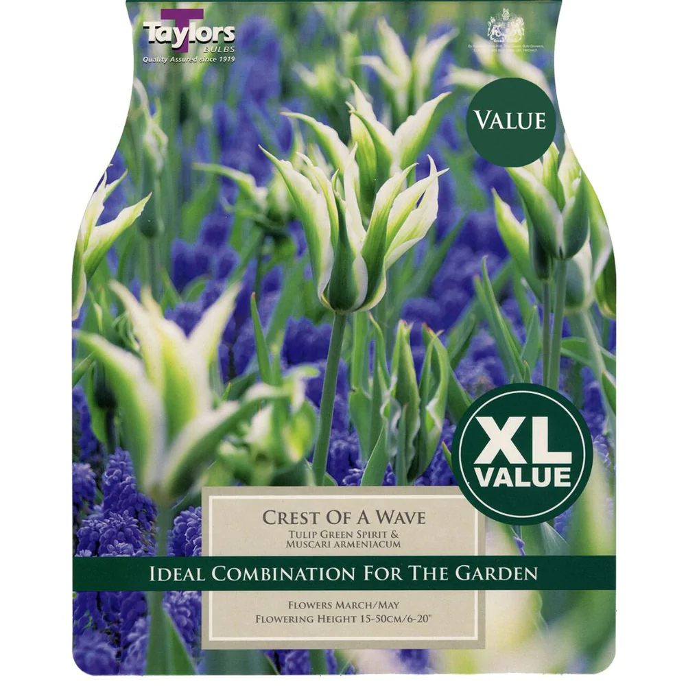 30 CREST OF WAVE TULIP GREEN SPIRIT & MUSCARI ARMENIACUM