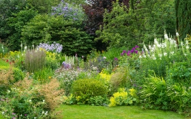 SHRUBS PERENNIALS AND TREES