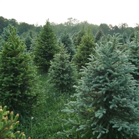 REAL CHRISTMAS TREES