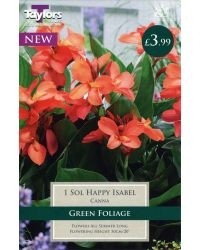 1 CANNA SOL HAPPY ISABEL