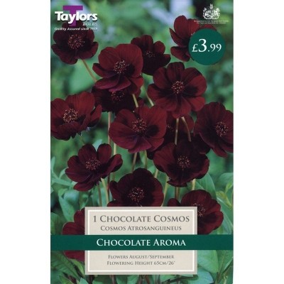 1 CHOCOLATE COSMOS