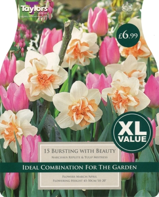 15 BURSTING WITH BEAUTY NARCISSUS REPLETE & TULIP MISTRESS