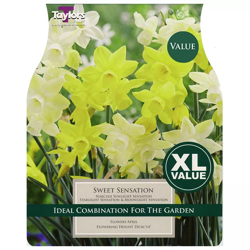 18 SWEET SENSATION NARCISSI SUNLIGHT SENSATION & MOONLIGHT SENSATION