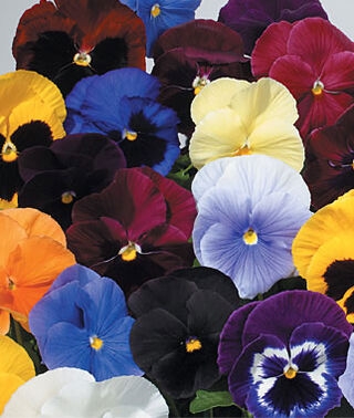 20 PACK PANSY