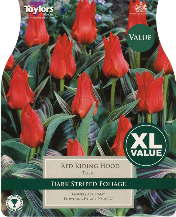 20 RED RIDING HOOD TULIP