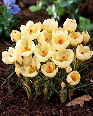 30 CREAM BEAUTY CROCUS