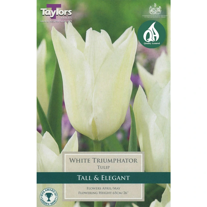 6 WHITE TRIUMPHATOR TULIP