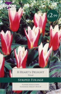 7 HEART’S DELIGHT TULIP