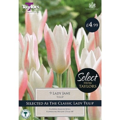 9 LADY JANE TULIP