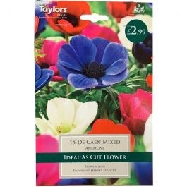 15 ANEMONE DE CAEN MIXED