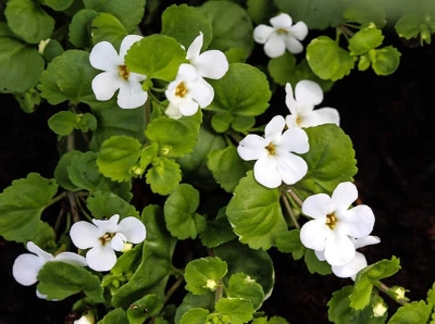 BACOPA CARRYPACK