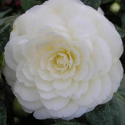 CAMELLIA GOLDEN ANNIVERSARY