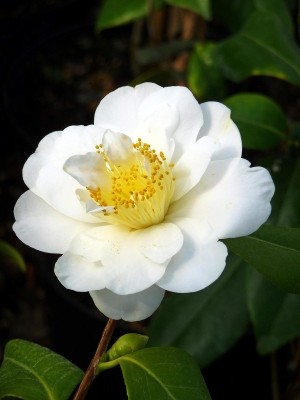 CAMELLIA SILVER ANNIVERSARY