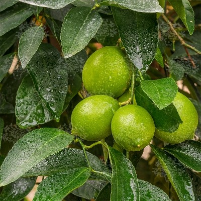 CITRUS TAHITI LIME 3L