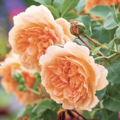 DAVID AUSTIN DAME JUDI DENCH ROSE