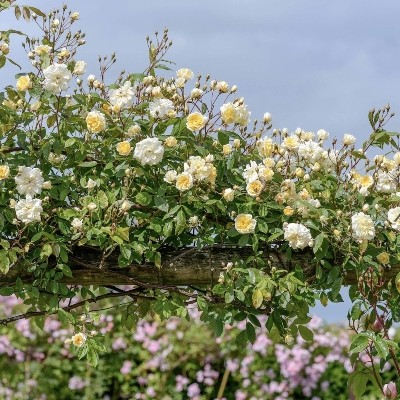 DAVID AUSTIN MALVERN HILLS ROSE