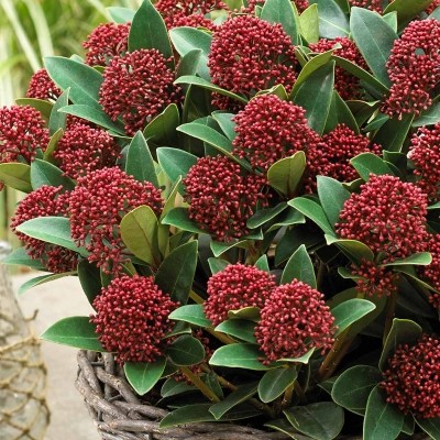 DWARF SKIMMIA RED DWARF 5L