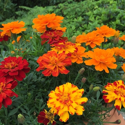 FRENCH MARIGOLDS VARIETIES