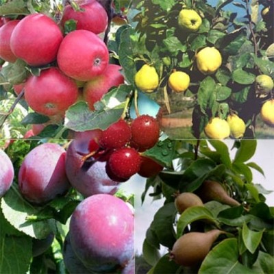 FRUIT TREES