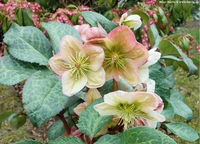 HELLEBORUS WINTER MOONBEAM 3L