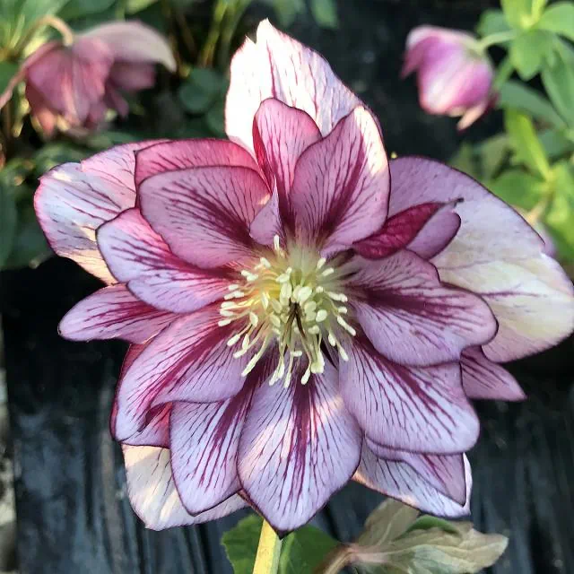 HELLEBORUS