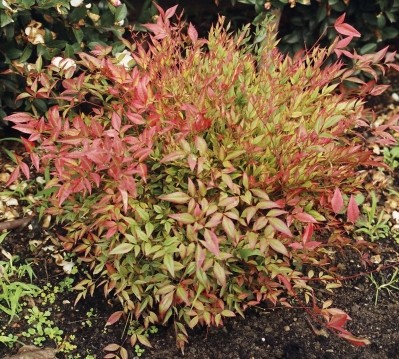 NANDINA GULF STREAM 5L