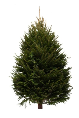 NORWAY SPRUCE 150 to 180CM or 5 to 6 FT