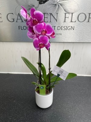 Orchid in a Pot