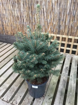 PICEA PUNGENS GLAUCA 4L