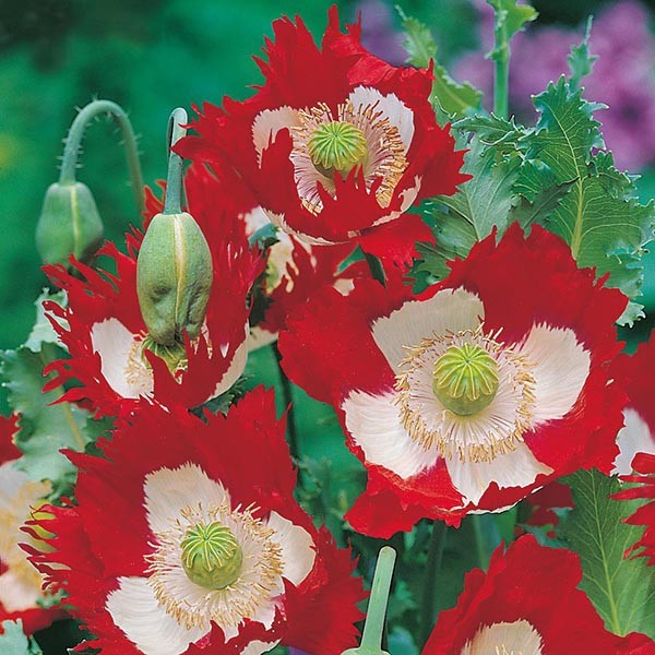 POPPY VICTORIA CROSS SEEDS