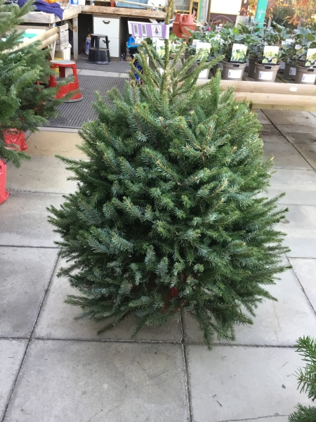 POT GROWN SERBIAN SPRUCE