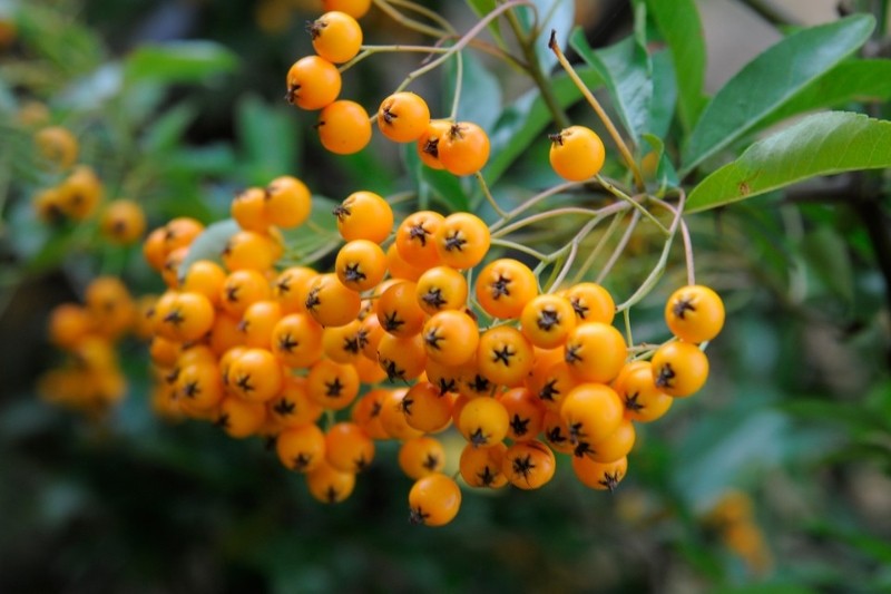 PYRACANTHA