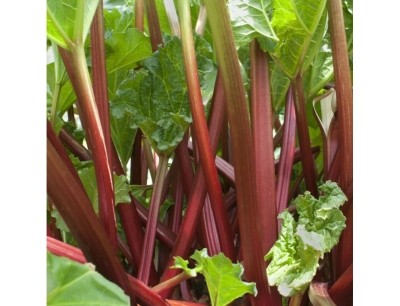 RHUBARB SANVITOS SUMMER