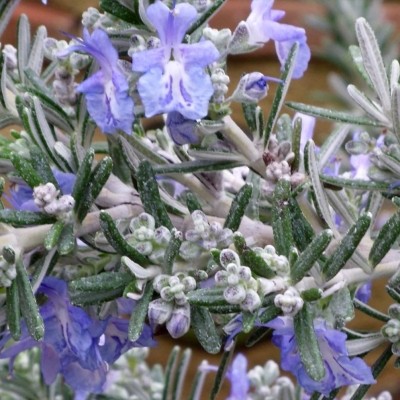 ROSEMARY WHITEWATER SILVER