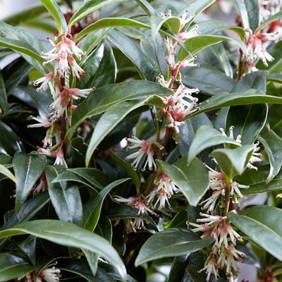 SARCOCOCCA WINTER GEM 2L