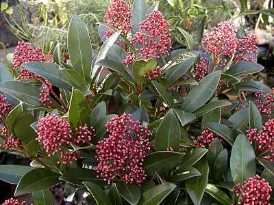 SKIMMIA FOREMANII 3L