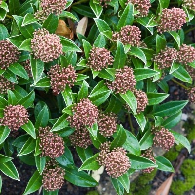 SKIMMIA MARLOT 3L