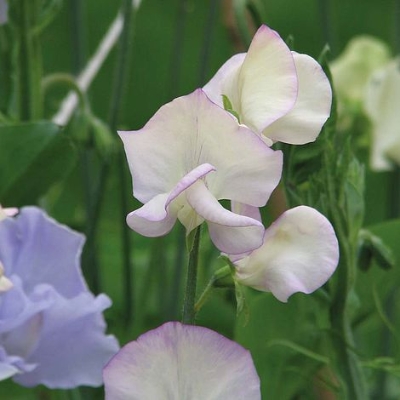 SWEET PEA KINGS HIGH SCENT