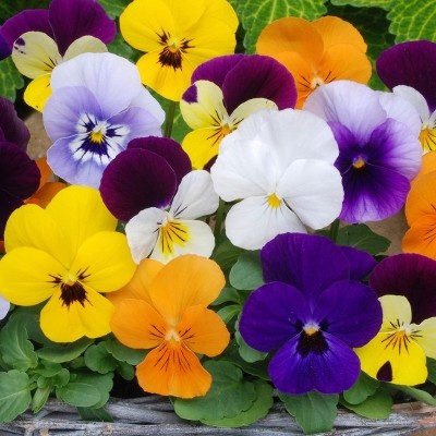 VIOLA 6 PACK