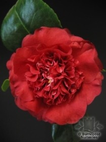 CAMELLIA RUBY WEDDING