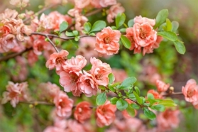 CHAENOMELES FLOWERING QUINCE