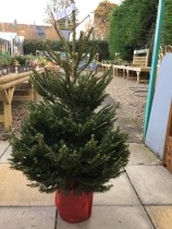 POT GROWN NORWAY SPRUCE