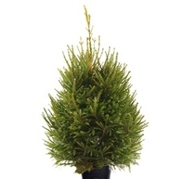 POT GROWN NORWAY SPRUCE