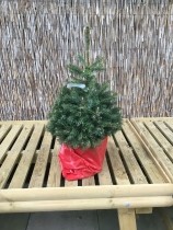 POT GROWN SERBIAN SPRUCE.