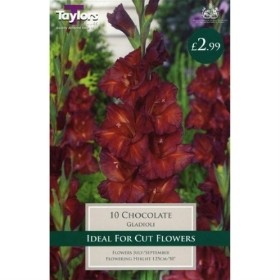 10 GLADIOLI CHOCOLATE